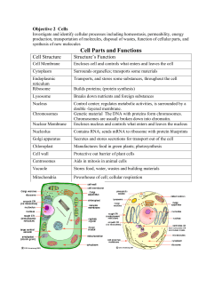 Objective 2 Cells