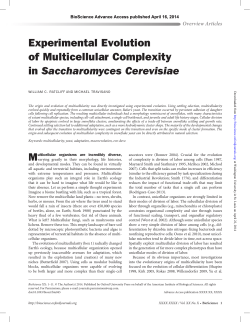 Experimental Evolution of Multicellular Complexity