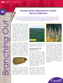 Prompt Action Required to Control Spruce Budworm