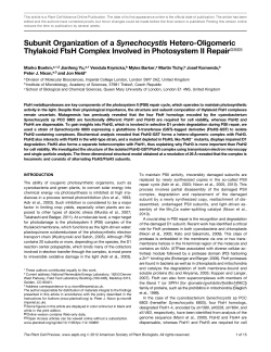 Subunit Organization of a Synechocystis Hetero