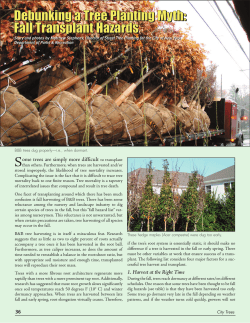 Debunking a Tree Planting Myth: Fall Transplant Hazards