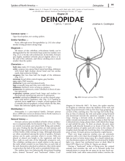 Deinopidae - Entomology