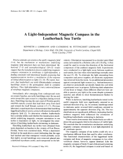 A Light-Independent Magnetic Compass in the Leatherback Sea Turtle