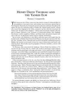 Henry David Thoreau and the Yankee Elm