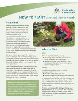 HOW TO PLANT a potted tree or shrub