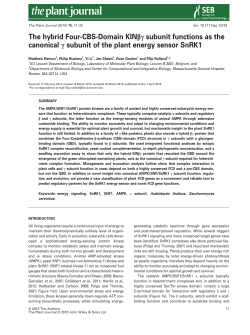 subunit of the plant energy sensor SnRK1