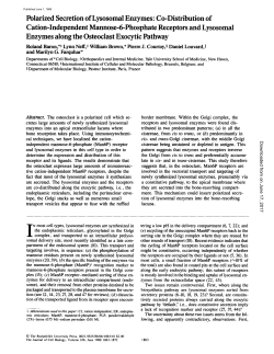 Polarized Secretion of Lysosomal Enzymes: Co