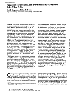 Acquisition of Membrane Lipids by Differentiating Glyoxysomes