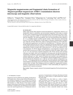 Magnetite magnetosome and fragmental chain formation of