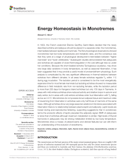 Energy Homeostasis in Monotremes