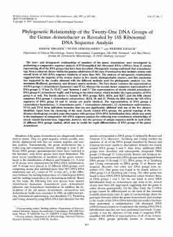 Phylogenetic Relationship of the Twenty