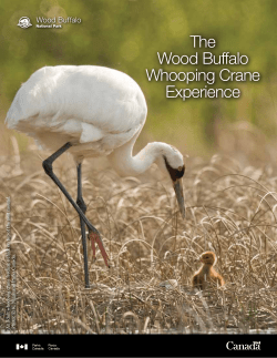 The Wood Buffalo Whooping Crane Experience