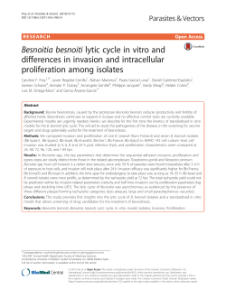 Besnoitia besnoiti lytic cycle in vitro and differences in invasion and