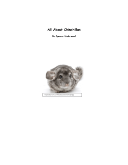 All About Chinchillas - UNCG`s Young Writers Camp.