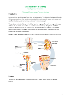 Dissection of a Kidney