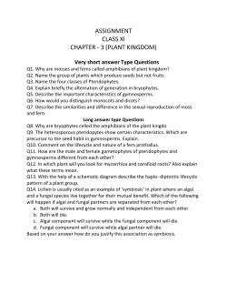 assignment class xi chapter - 3 (plant kingdom)