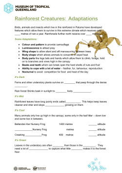 Rainforest Creatures: Adaptations