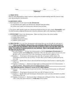 Activity: Meiosis lab