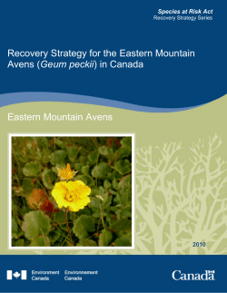 Eastern Mountain Avens (Geum peckii)