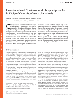Essential role of PI3-kinase and phospholipase A2 in Dictyostelium
