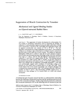 Suppression of Muscle Contraction by Vanadate
