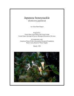 Japanese honeysuckle