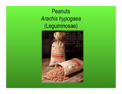 Peanuts Arachis hypogaea (Leguminosae)
