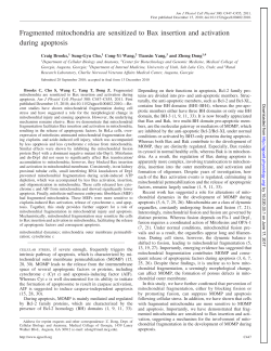 Fragmented mitochondria are sensitized to Bax insertion - AJP-Cell