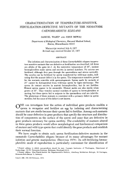 caenorhabditis elegans