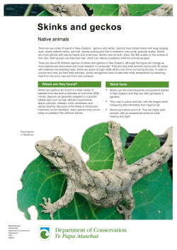 Skinks and geckos - Department of Conservation
