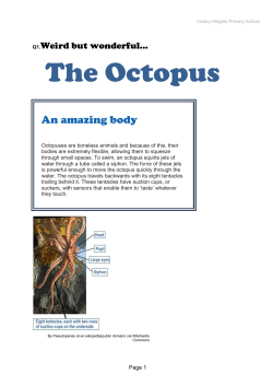 The Octopus - Victory Heights Primary School