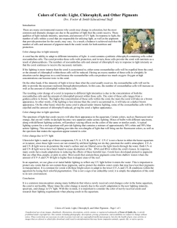 Colors of Corals: Light, Chlorophyll, and Other