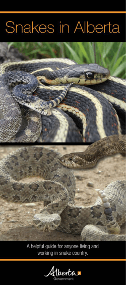 Snakes in Alberta - Alberta Environment and Parks