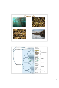 Phaeophyta