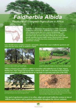 Faidherbia Albida - World Agroforestry Centre