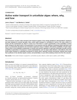 Active water transport in unicellular algae