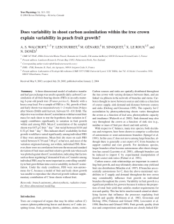 Does variability in shoot carbon assimilation within the tree crown
