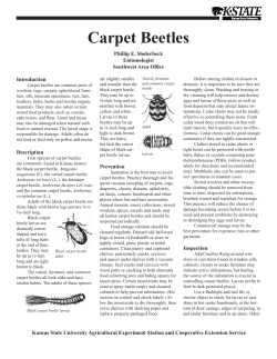 EP119 Carpet Beetles - KSRE Bookstore