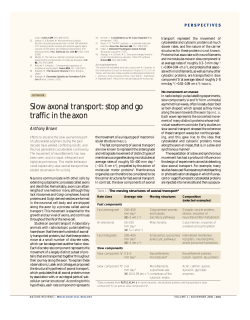 Slow axonal transport: stop and go traffic in the axon