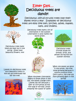 Elmer Says&hellip; Deciduous trees are dandy!