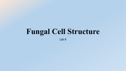 Eukaryotic, spore-bearing, heterotrophic organisms that produce