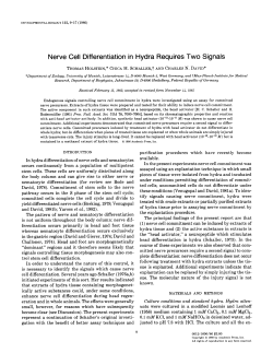 Nerve Cell Differentiation in Hydra Requires Two Signals