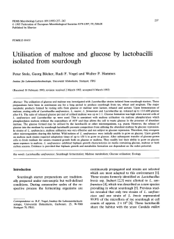 Utilisation of maltose and glucose by lactobacilli isolated from