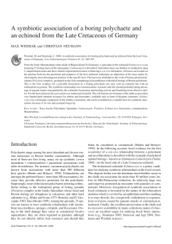 A symbiotic association of a boring polychaete and an echinoid from
