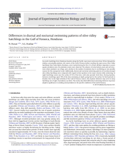 Differences in diurnal and nocturnal swimming patterns of olive