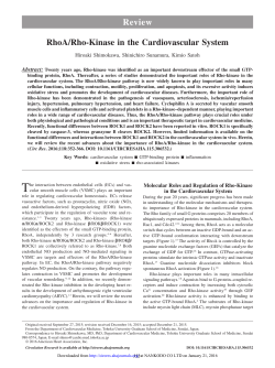 RhoA/Rho-kinase in the cardiovascular system.