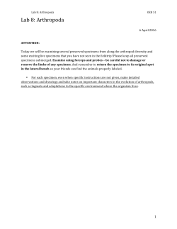 Lab 8: Arthropoda
