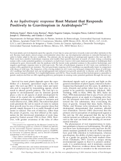 A no hydrotropic response Root Mutant that Responds Positively to
