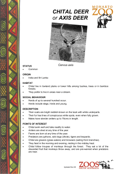 CHITAL DEER or AXIS DEER