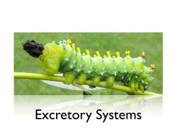 Lecture 6 (Excretion - Handout)